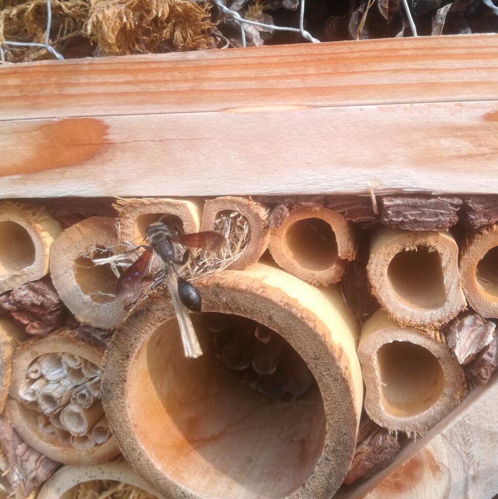 Isodontia mexicana vespa imenottero apoideo