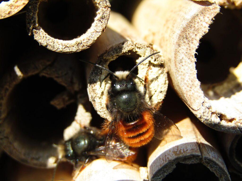 Osmia ape solitaria gregaria muratrice
